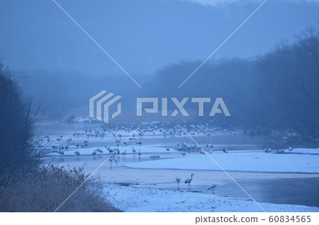 日本鶴（北海道）的棲息地 60834565