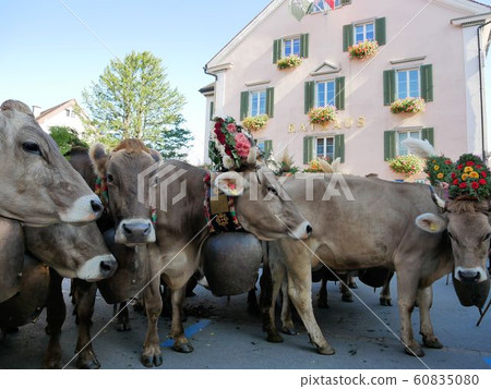 Alpabzug (Switzerland @ Mels), a traditional Swiss event where cows are removed from the Alp mountains 60835080