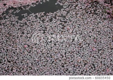 Sakura *** Sakura Sakura SAKURA *** Sakura *** Sakura Sakura SAKURA *** 60835450