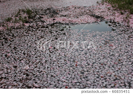 Sakura *** Sakura Sakura SAKURA *** Sakura *** Sakura Sakura SAKURA *** 60835451