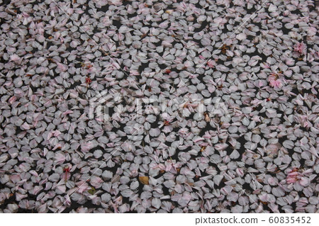 Sakura *** Sakura Sakura SAKURA *** Sakura *** Sakura Sakura SAKURA *** 60835452
