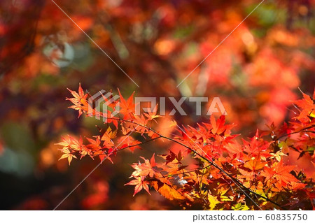 Autumn leaves Autumn leaves 60835750