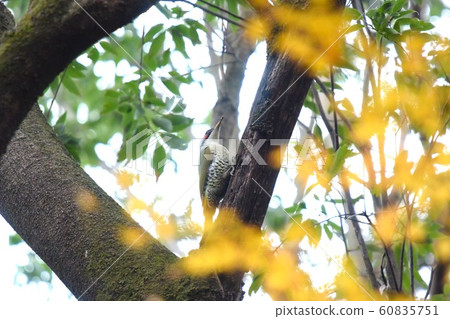 Autumn leaves and aogella 60835751