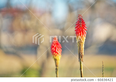 橙色三葉草花 60836421