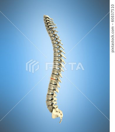 human spine 3d render on blue background - Stock Illustration [60837510 ...