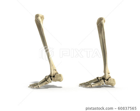 medical accurate illustration of the lower leg medical accurate illustration of the lower leg 60837565