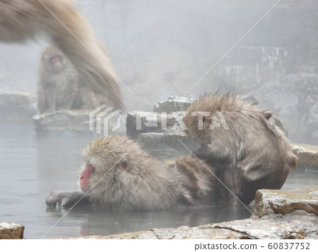 Jigokudani Onsen Wild Monkey Park on a day when powder snow dances Jigokudani Onsen Wild Monkey Park on a day when powder snow dances 60837752