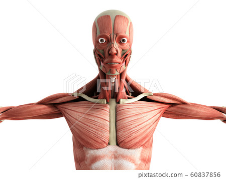 Human Muscle Anatomy 3d Render On White Front Stock Illustration 60837856 Pixta