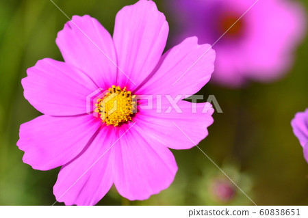 花朵,風景,自然,波斯菊,秋天,晴朗 花朵,風景,自然,波斯菊,秋天,晴朗 60838651