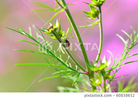 花朵,風景,自然,波斯菊,秋天,晴朗,瓢蟲 花朵,風景,自然,波斯菊,秋天,晴朗,瓢蟲 60838652