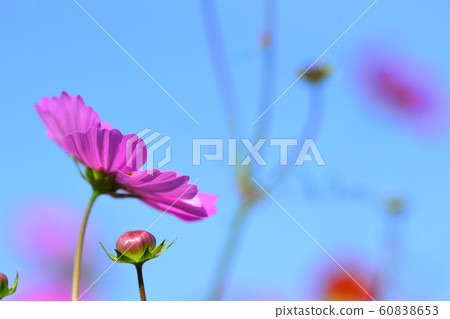 花朵,風景,自然,波斯菊,秋天,晴朗 花朵,風景,自然,波斯菊,秋天,晴朗 60838653