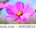 Flowers, landscape, nature, cosmos, autumn, clear 60838654