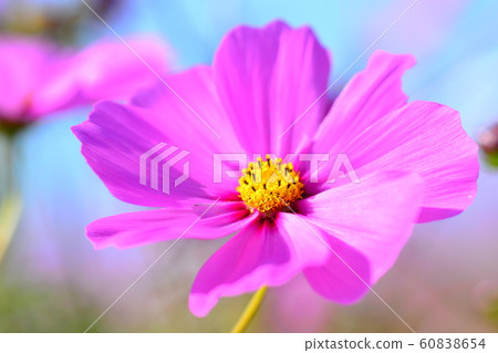 花朵,風景,自然,波斯菊,秋天,晴朗 花朵,風景,自然,波斯菊,秋天,晴朗 60838654