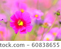 Flowers, landscape, nature, cosmos, autumn, clear 60838655