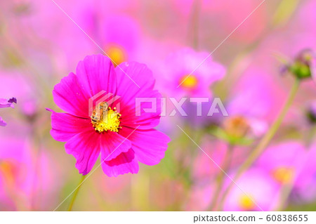 花朵，風景，自然，波斯菊，秋天，晴朗 60838655
