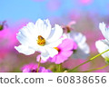Flowers, landscape, nature, cosmos, autumn, clear 60838656