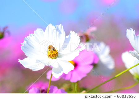 Flowers, landscape, nature, cosmos, autumn, clear Flowers, landscape, nature, cosmos, autumn, clear 60838656