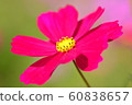 Flowers, landscape, nature, cosmos, autumn, clear 60838657
