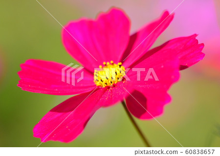 Flowers, landscape, nature, cosmos, autumn, clear Flowers, landscape, nature, cosmos, autumn, clear 60838657