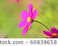 Flowers, landscape, nature, cosmos, autumn, clear 60838658