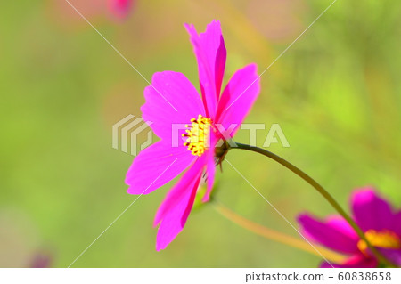 Flowers, landscape, nature, cosmos, autumn, clear Flowers, landscape, nature, cosmos, autumn, clear 60838658