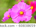 Flowers, landscape, nature, cosmos, autumn, clear 60838659