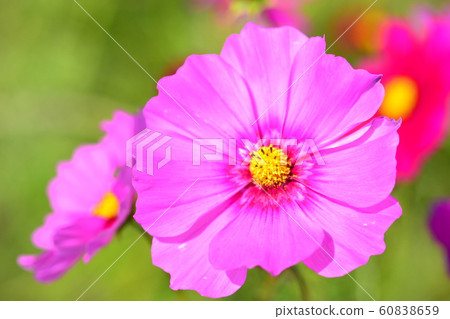 花朵,風景,自然,波斯菊,秋天,晴朗 花朵,風景,自然,波斯菊,秋天,晴朗 60838659