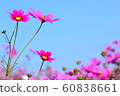 Flowers, landscape, nature, cosmos, autumn, clear 60838661