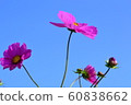 Flowers, landscape, nature, cosmos, autumn, clear 60838662