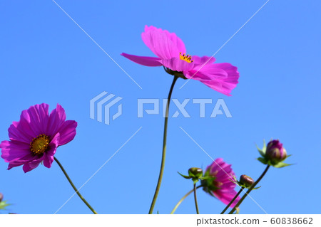 花朵,風景,自然,波斯菊,秋天,晴朗 花朵,風景,自然,波斯菊,秋天,晴朗 60838662