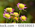 Flowers, landscape, nature, cosmos, autumn, clear 60838663