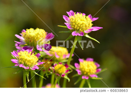 花朵，風景，自然，波斯菊，秋天，晴朗 60838663
