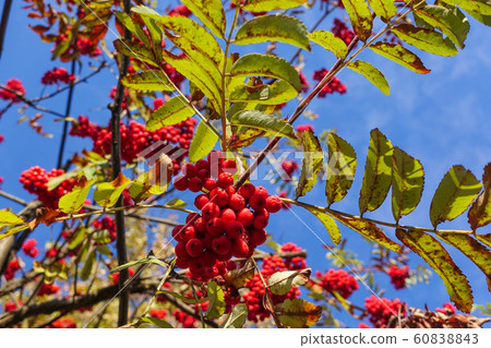 Red rowan berries on the branches against the blue Red rowan berries on the branches against the blue 60838843