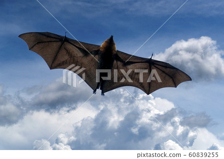 Flying fox bat portait while flying 60839255