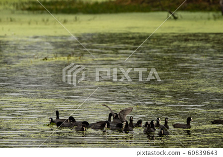 Eurasian coot or common coot or Australian coot or Fulica atra flock or group at keoladeo national park or bird sanctuary, bharatpur, rajasthan, india 60839643