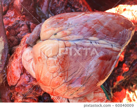 Proves Diagnosis of Cow Heart Disease Find the Proves Diagnosis of Cow Heart Disease Find the 60840009