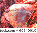 Proves Diagnosis of Cow Heart Disease Find the 60840010