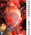 Proves Diagnosis of Cow Heart Disease Find the 60840016