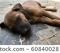Happy and active   dog outdoors in sunny summer day. 60840028