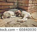 Happy and active   dog outdoors in sunny summer day. 60840030