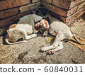 Happy and active   dog outdoors in sunny summer day. 60840031