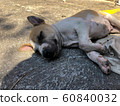 Happy and active   dog outdoors in sunny summer day. 60840032