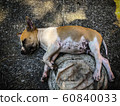Happy and active   dog outdoors in sunny summer day. 60840033