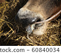 The cow has a fever and a runny nose. 60840034