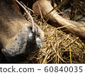 The cow has a fever and a runny nose. 60840035