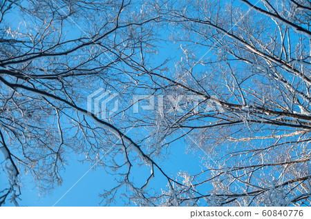 Tops of snow-covered trees against the blue sky. 60840776