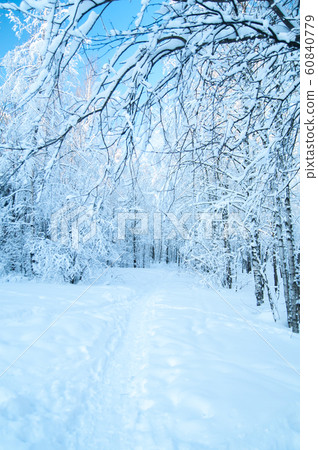 Beautiful winter forest. 60840779