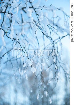 Beautiful winter forest. 60840780