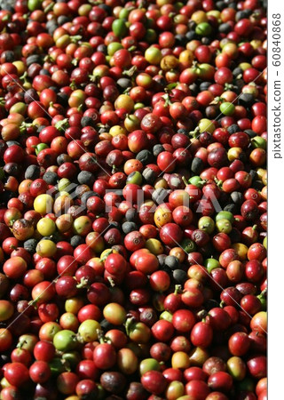 巴西咖啡果 60840868