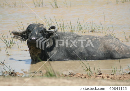 Amazon buffalo Amazon buffalo 60841113